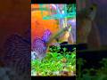 Gappy Fish In Breeding Time গ প প ম ছ ব চ চ দ য Colourfish Shortvideo Vairalshort Shortfeed Gappy Fish In Breeding Time গ প প ম ছ ব চ চ দ য Colourfish Shortvideo Vairalshort Shortfeed
