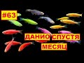 #63 ДАНИО ОЧЕНЬ ВЫРОСЛИ ЦИХЛОЗОМЫ ФЛАМИНГО МАЛЬКИ В НОВОМ ДОМЕ