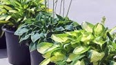 Growing and caring for hosta plants