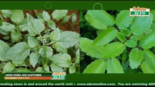 Spiritual power in HERBS 🌿🌿🌿; Mama CD on Adom Work and Happiness (27-04-22)