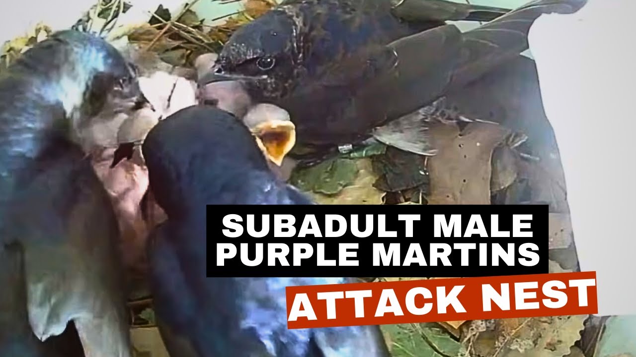 Subadult male Purple Martins attack nest