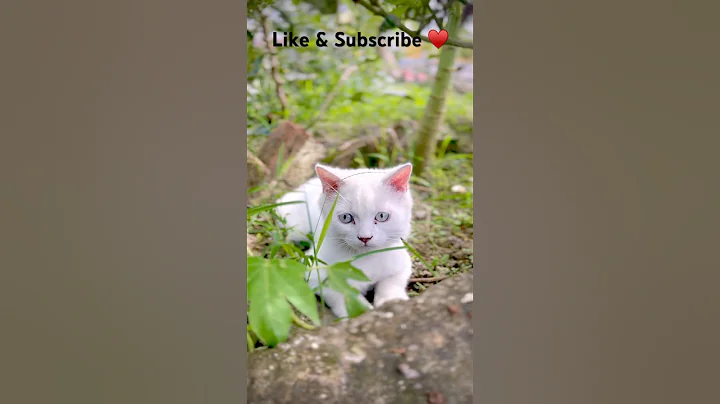 Video 10991321: persian kitten cats catlover, persian catlover kitten cute, persian cat kitten white