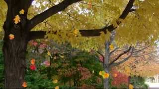 真的好想你 - 卓依婷(Zhen de hao xiang ni)