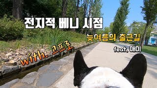 [전지적 베니 시점] 연남동 펫고리 베이사 출근길 고프로를 달아보았다. [ASMR] - 워킹독 boston terrier 보스턴테리어 베니의 일상 브이로그 베니tv