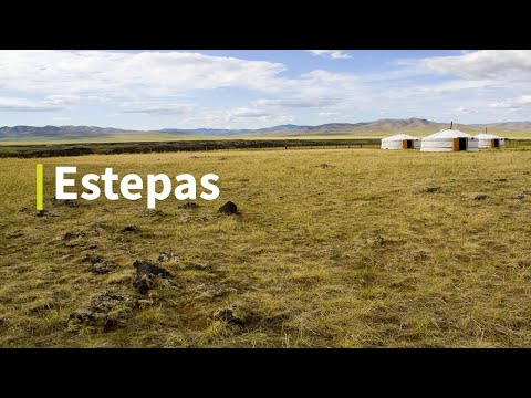 Video: Pinares: características y ecosistema. Animales y plantas del pinar