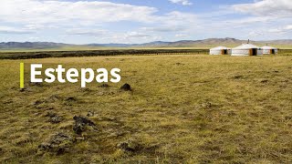 Estepas Ecosistema Qué Son, Características, Tipos, Flora & Fauna