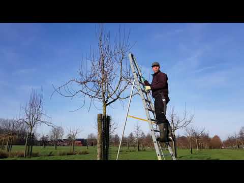 Video: Appelbomen Voorbereiden Op De Winter: De Nuances Van Vertrekken In De Herfst. Hoe Jonge En Oude Appelbomen Voorbereiden In Siberië En De Regio Moskou? Hoe Zaailingen Te Bedekken En