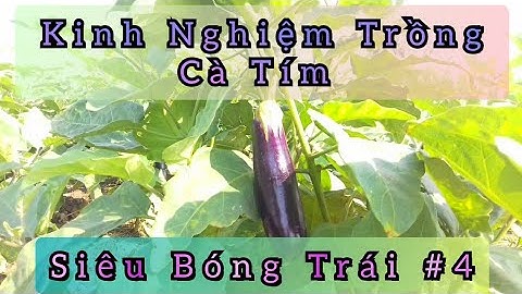 bí quyết trồng cây cà tím trái nhiều bóng quả, Huỳnh Thuỷ Tinh Vlog