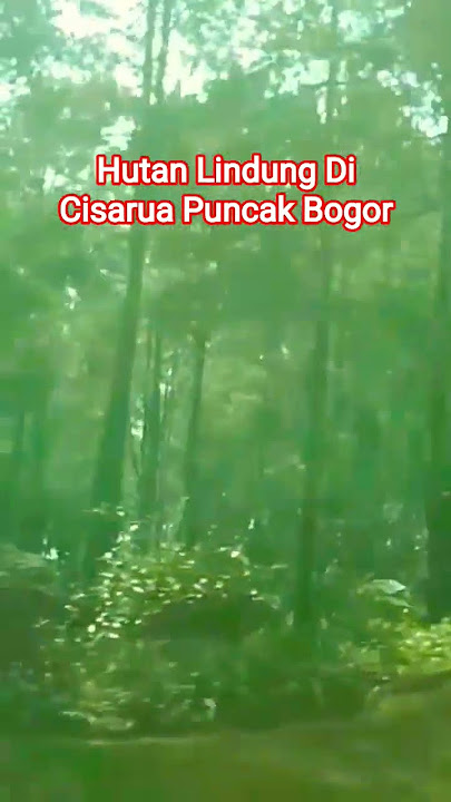 Hutan Lindung Di Cisarua Puncak Bogor