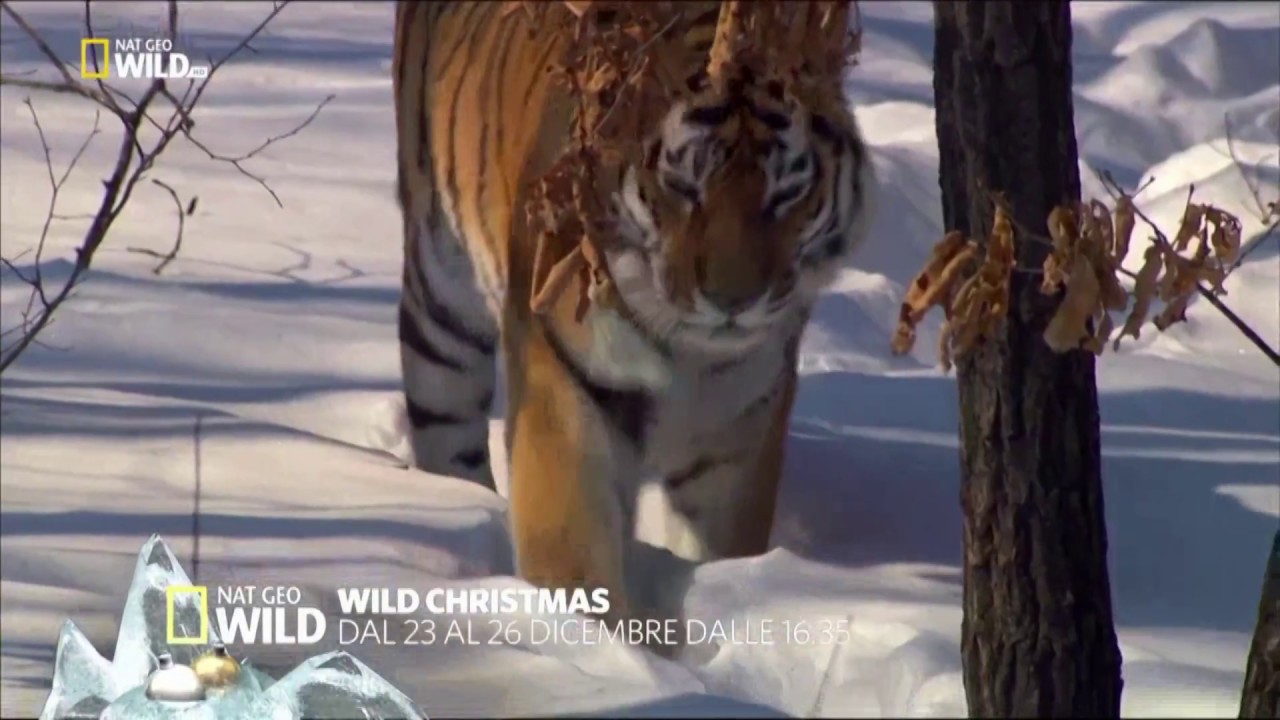 Nat Geo Wild HD Italy - Christmas Advert 2017 [King Of TV Sat] - YouTube