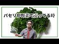パセリが野菜で売ってるとき