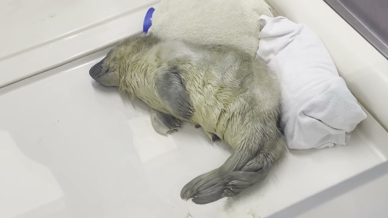 Beautiful Grey seal pup @ A Seal ハイイロアザラシが保護されました。