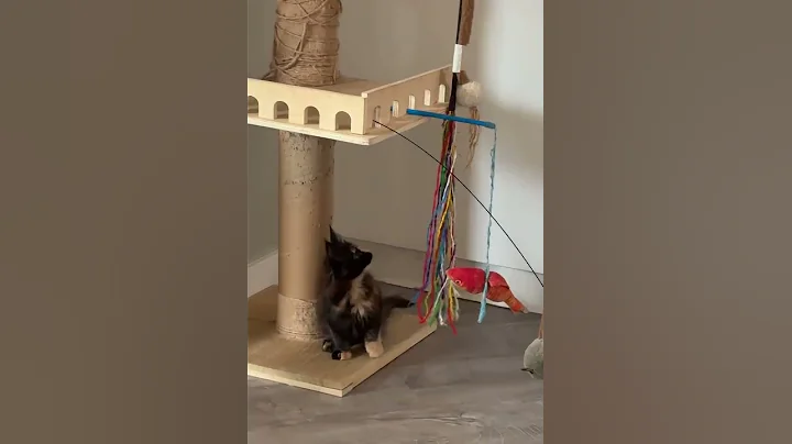 Video 11070141: mainecoons mainecooncat mainecoonkitten, mainecoonkitten kitten mainecooncats, mainecooncat mainecoonkitten cats, mainecoon cat kitten kitty, mainecoon kitten cute kitty, mainecoon cat kitten love