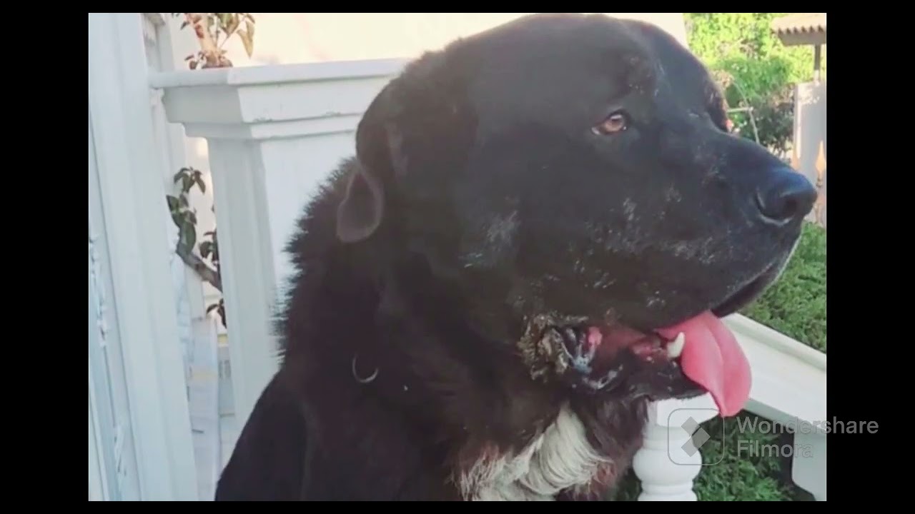 MOLOSSOS THS HPEIROU