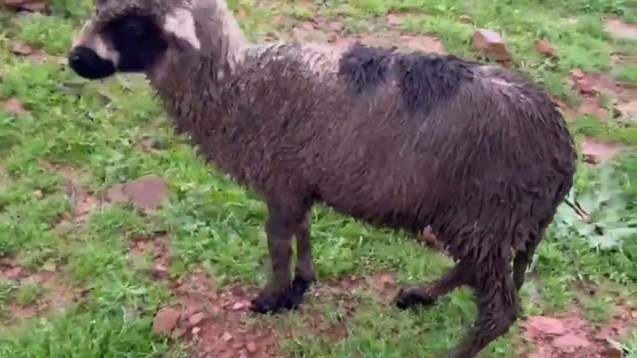 علامات تدل على الشع وذة