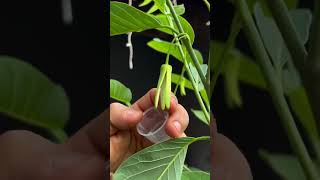 Seu Pé De Pinha Nao Dá Frutos? Faça Isso