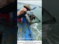 A Day's Work on the Sea – Hauling Nets at Dawn 🌅🎣
