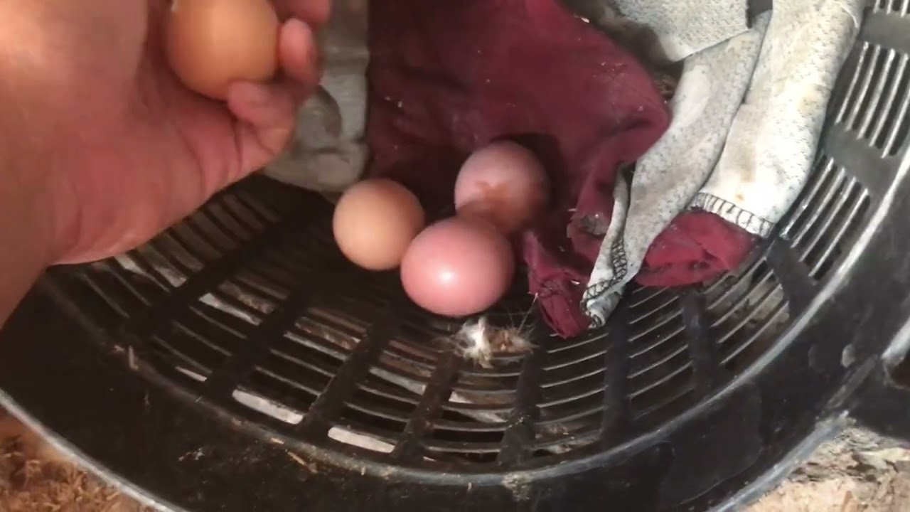 #ไก่ไข่21สัปดาห์พร้อมออกไข่แล้ว มีไข่สดกินทุกเช้าเลยจ้ะ