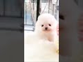 かわいいポメラニアン #ショート動画