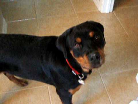 female rottweiler puppies