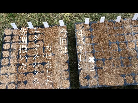 家庭菜園 エダマメの種 枝豆のタネは昨年の残りはカビる 蒔き方色々試します Youtube