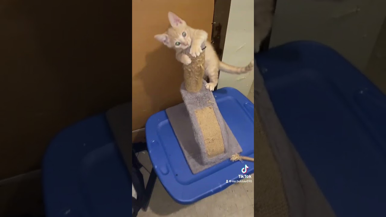 Hi everybody did you miss me I was away at my cousin house, pics coming 🔜