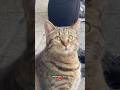 polite cat 😹.                    #funny #cats #ai #funnyvideos #comedyvideos