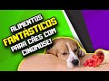 Como alimentar cachorro com cinomose  dr edgard gomes  alimentao natural para ces