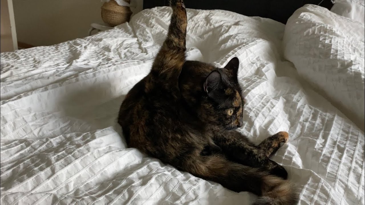 Cute cat clean herself thoroughly before going to bed/爱干净的猫咪认真的清理自己