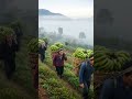 #nature