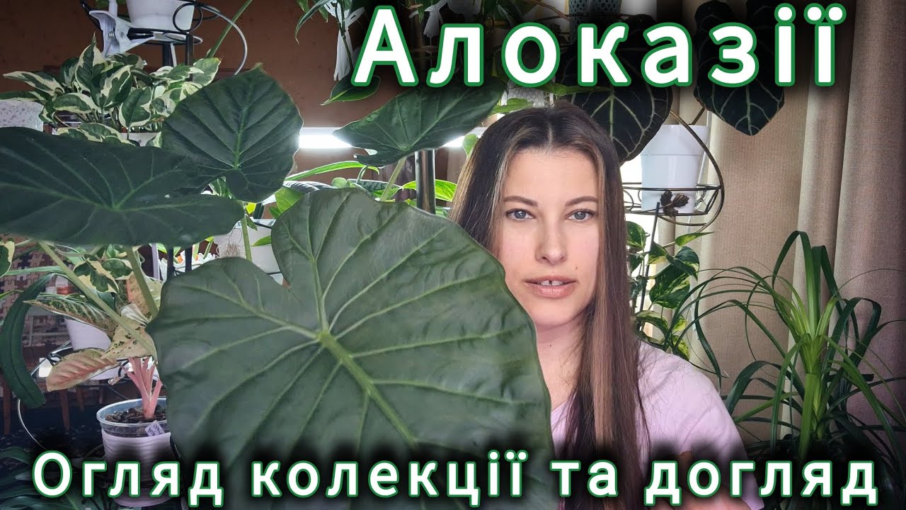 АЛОКАЗІЯ. Як ДОГЛЯДАТИ, коли ПОЛИВАТИ та в що ПОСАДИТИ. Огляд моєї колекції.