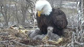 Going It Alone 😪 - Decorah, Iowa eagles nest - April 21, 2018
