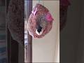 Diy bird nest #short #craft #shortviral #papercraft #diy & craft with astha