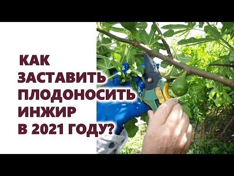 Как заставить плодоносить инжир в 2021 году?