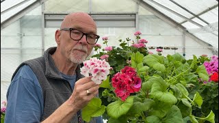 A look at Unique Type Pelargoniums plus a sneak peak at my New Regals