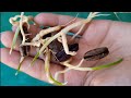 How to grow khajur (dates) from seed