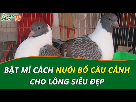 Video Hướng dẫn Nuôi Chim Bồ Câu Cảnh Hiệu Quả Nhất | Kinh... - youtube