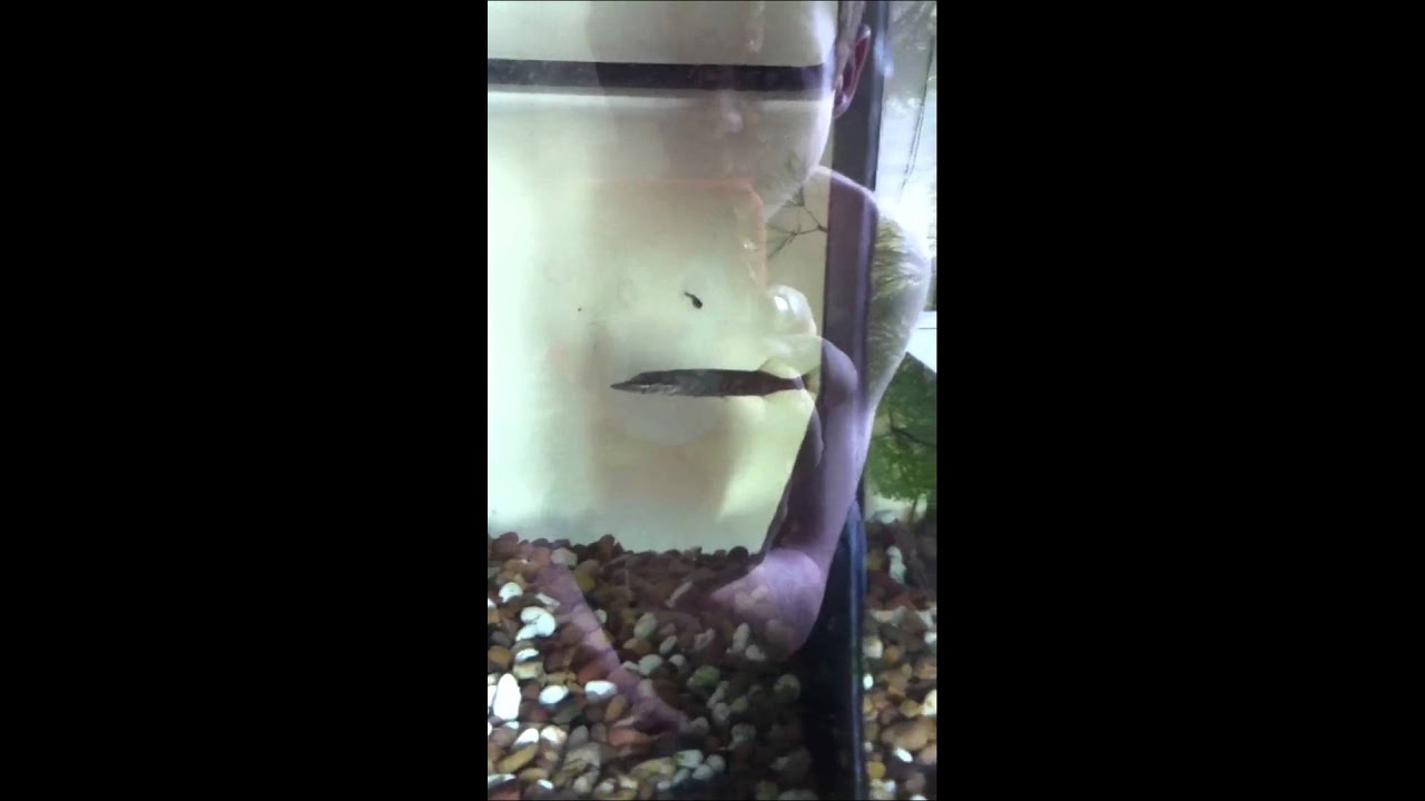 My baby pike eating fry YouTube
