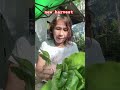 new harvest fresh vegetables #healthyeating