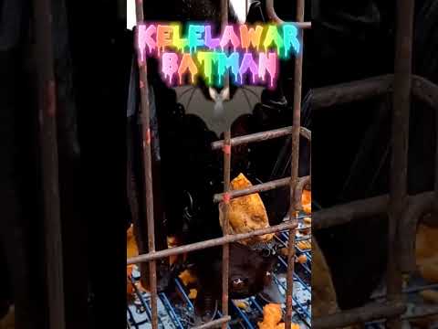 Muka Kelelawar dari