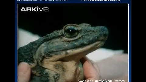 ARKive video 8BDC5803 599D 4770 8DCA D469B90BADAB