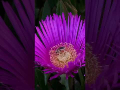 What are Flowers For? How Flowers are Pollinated and Make Seeds