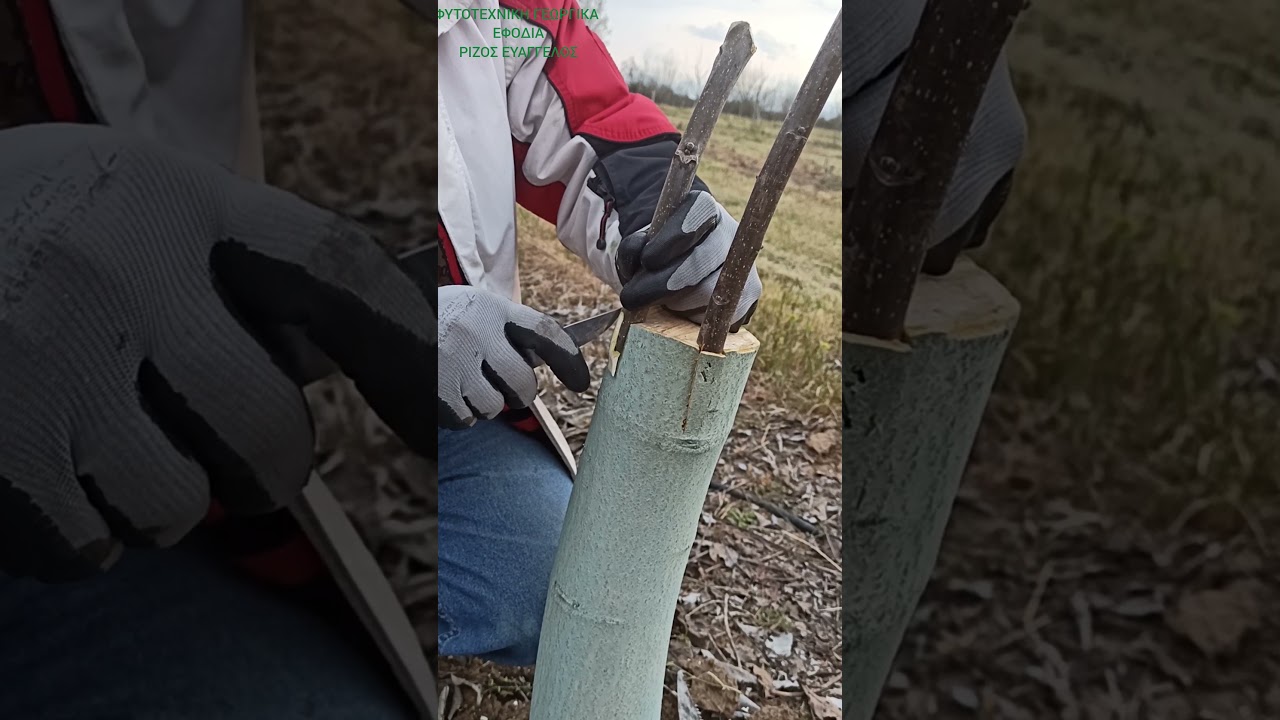 Εμβολιασμός καρυδιάς για αλλαγή🔀 ποικιλίας. Όλες οι λεπτομέρειες και οι τεχνικές.