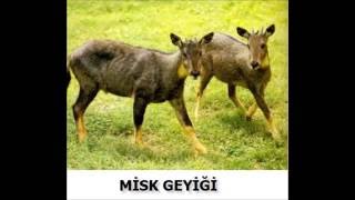 Misk (Musk) Nedir?