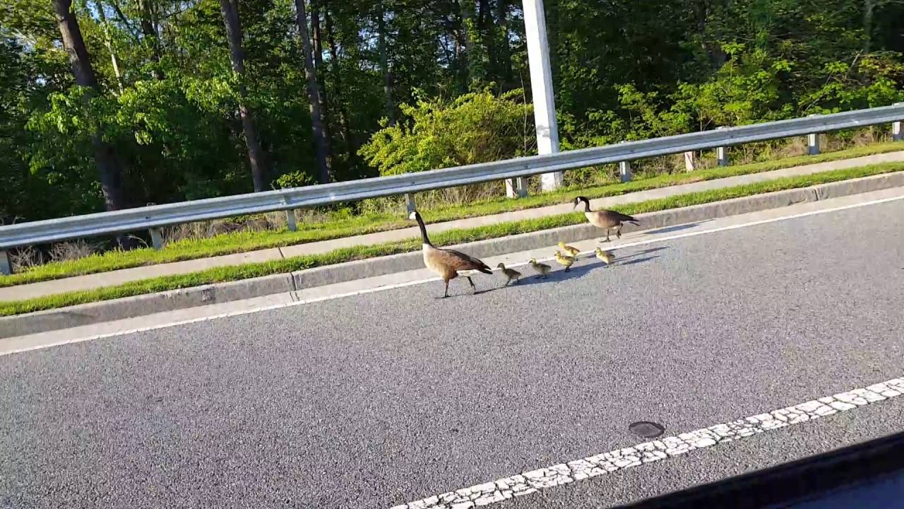Geese & babies crossing street - Atlanta, GA - YouTube