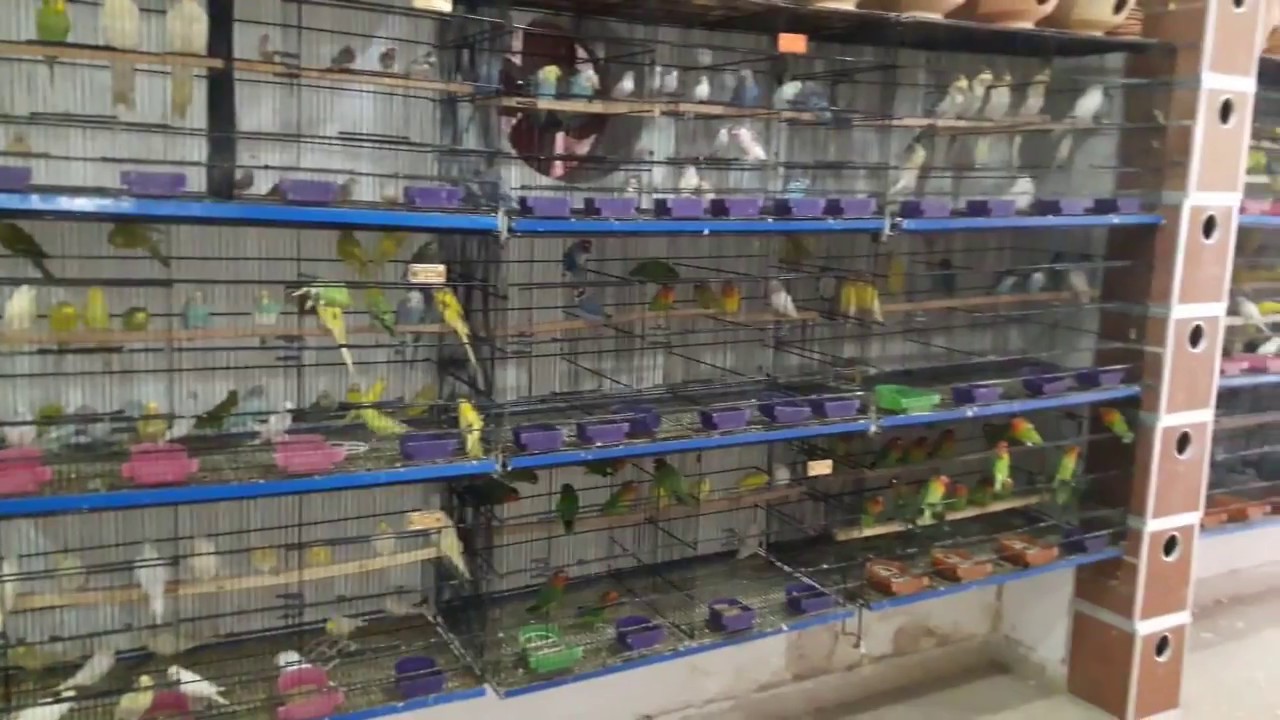 beautiful birds and fishies chidiya ghar in Lalkurti Rawalpindi