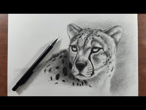 Video: Cómo Dibujar Un Leopardo Con Un Lápiz