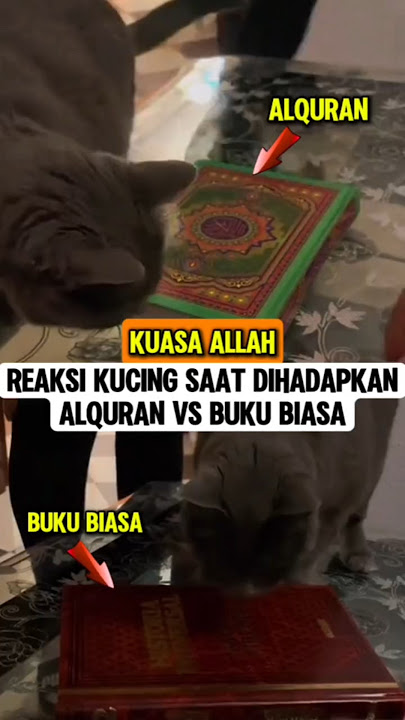 Kuasa Allah‼️Reaksi kucing saat dihadapkan Alquran vs buku biasa #kuasaallah #alquran #kucing