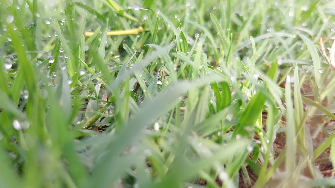 Grass shoot YouTube