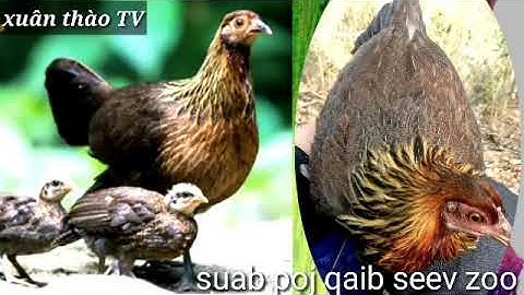 Suab poj qaib seev cuab tuaj zoo II tiếng gà mái rừng gọi bổi